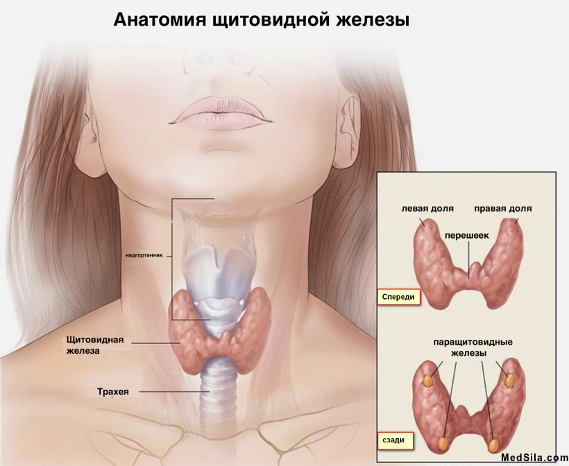 Расположение щитовидки